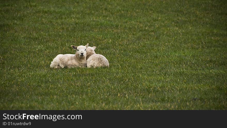 A shot of 2 lambs in the Lake District, England