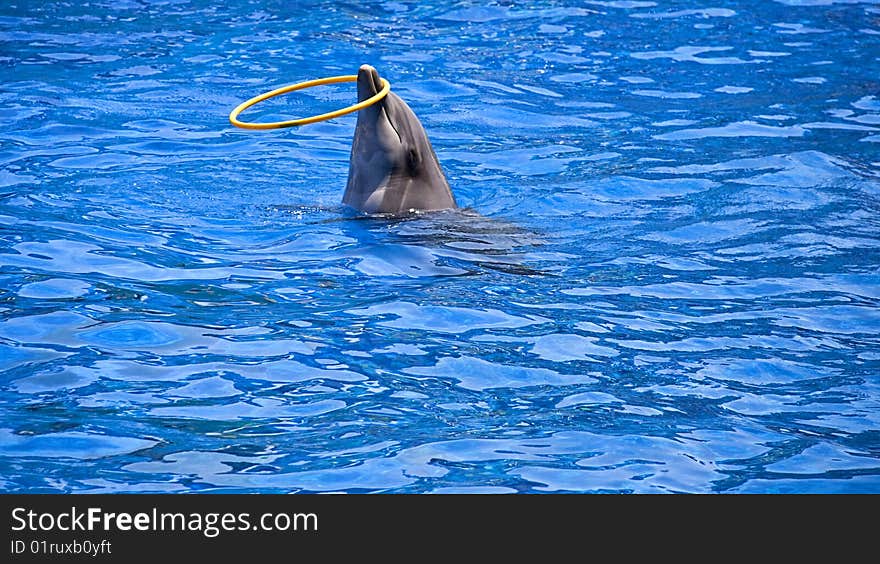 Dolphin playing with yellow circle