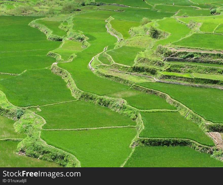 Rice terraced fields