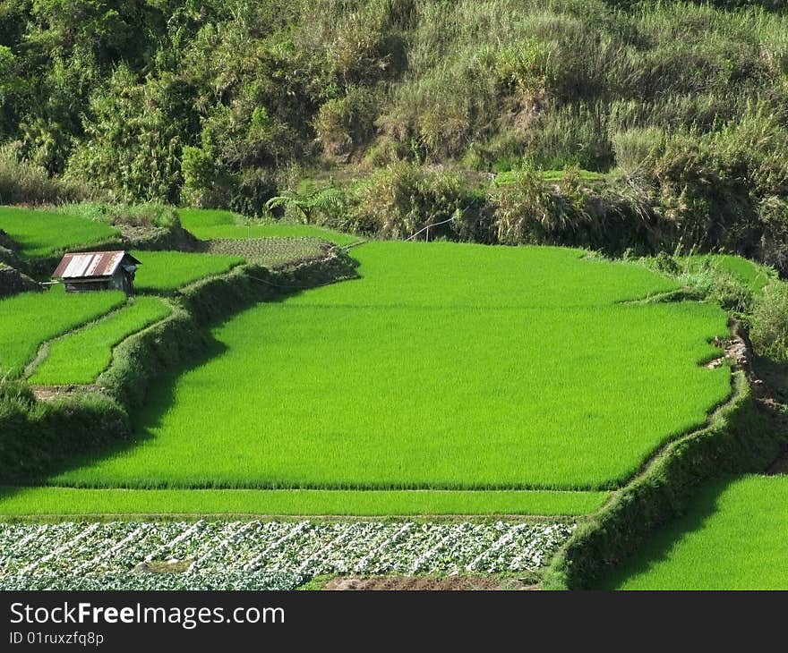 Rice terraced fields