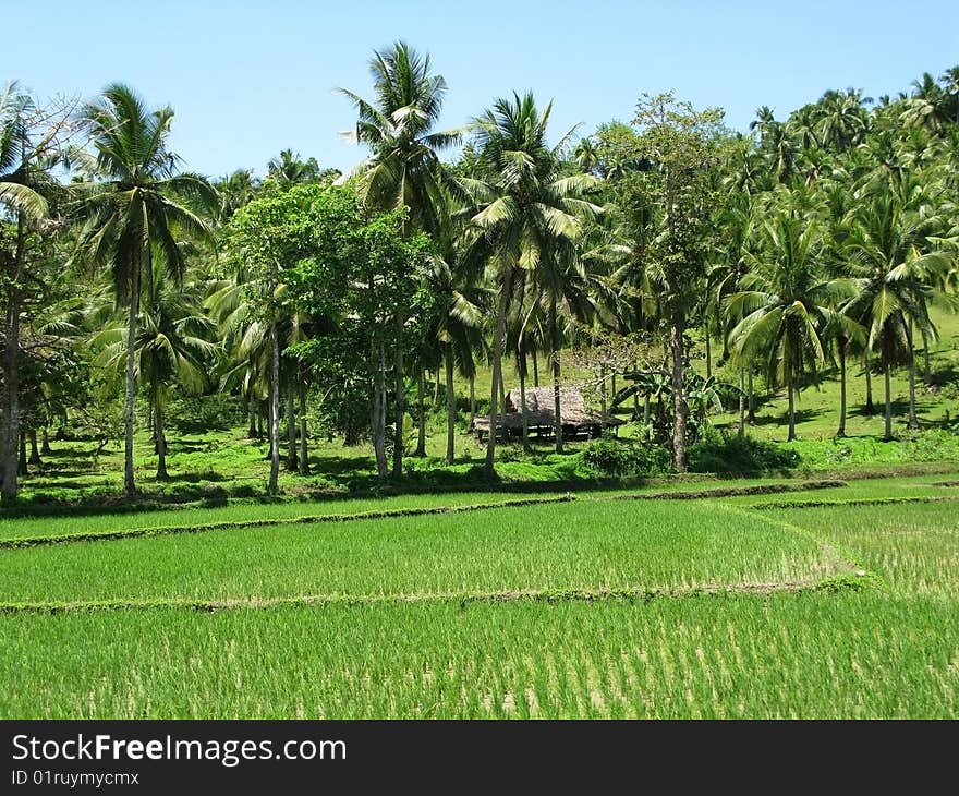 Countryside with a green filed and forest of palm trees and small hovel. Philippines. Countryside with a green filed and forest of palm trees and small hovel. Philippines.