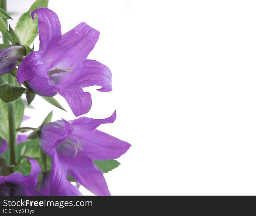 Campanula