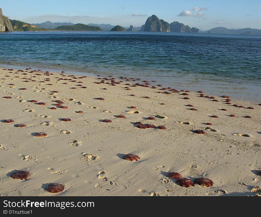 Sandy beach full of Jelly fishes. Palawan. Philippines