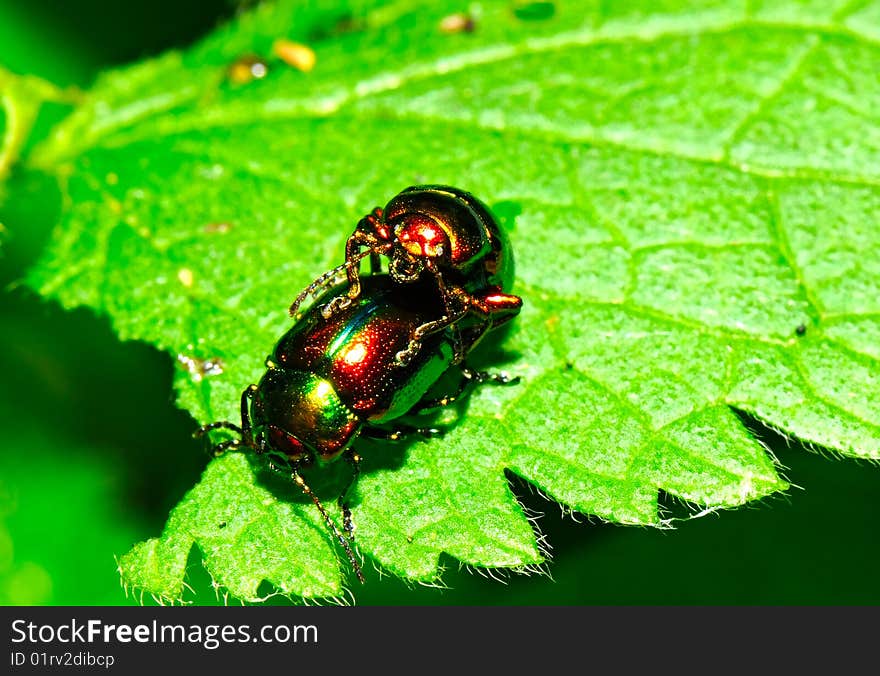 Leaf beetles making love