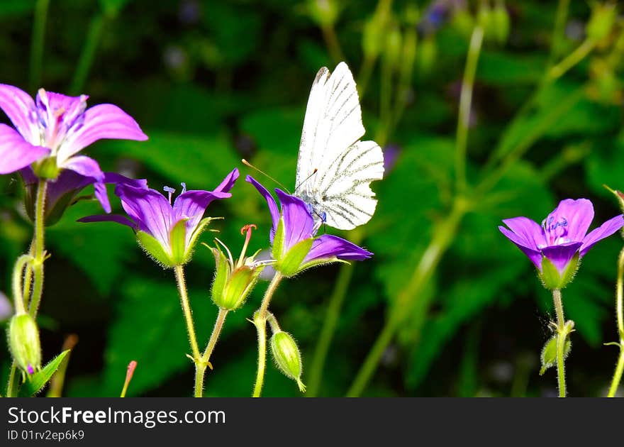 Butterfly And Flowers