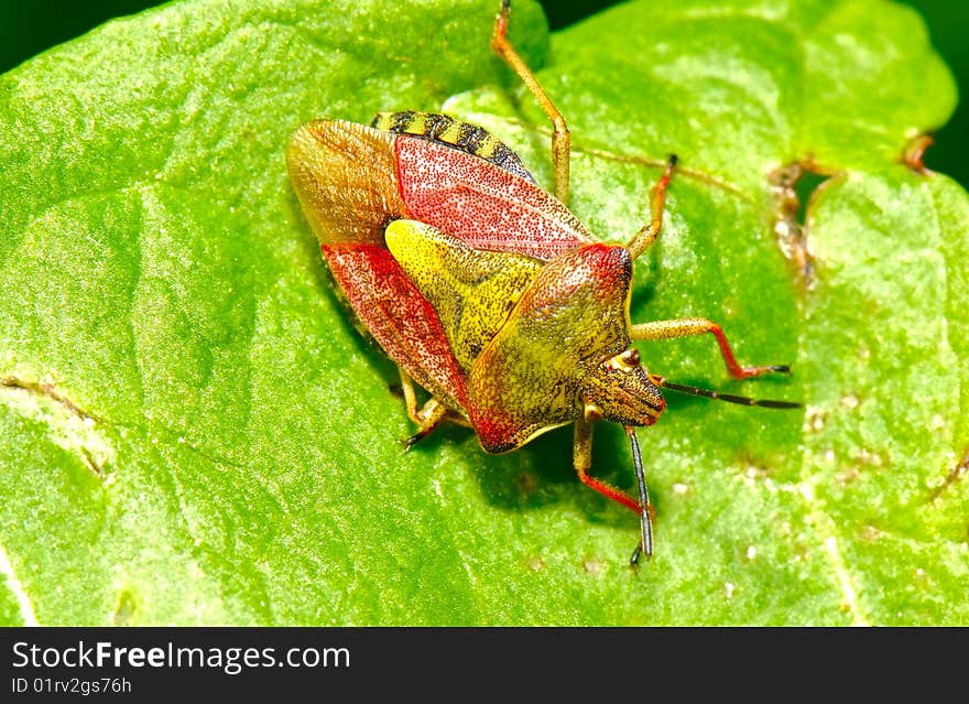 Hawthorn Shield Bug