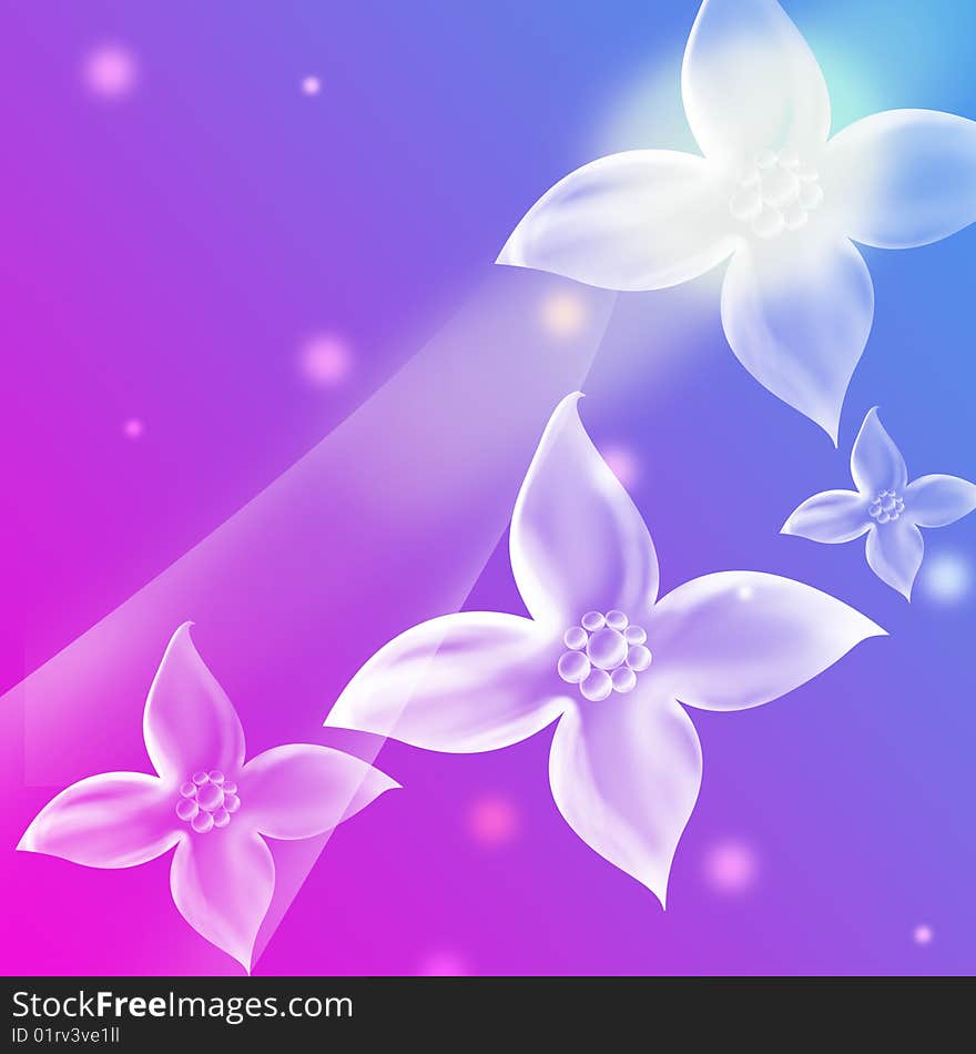 White flowers on the blue and pink background. White flowers on the blue and pink background