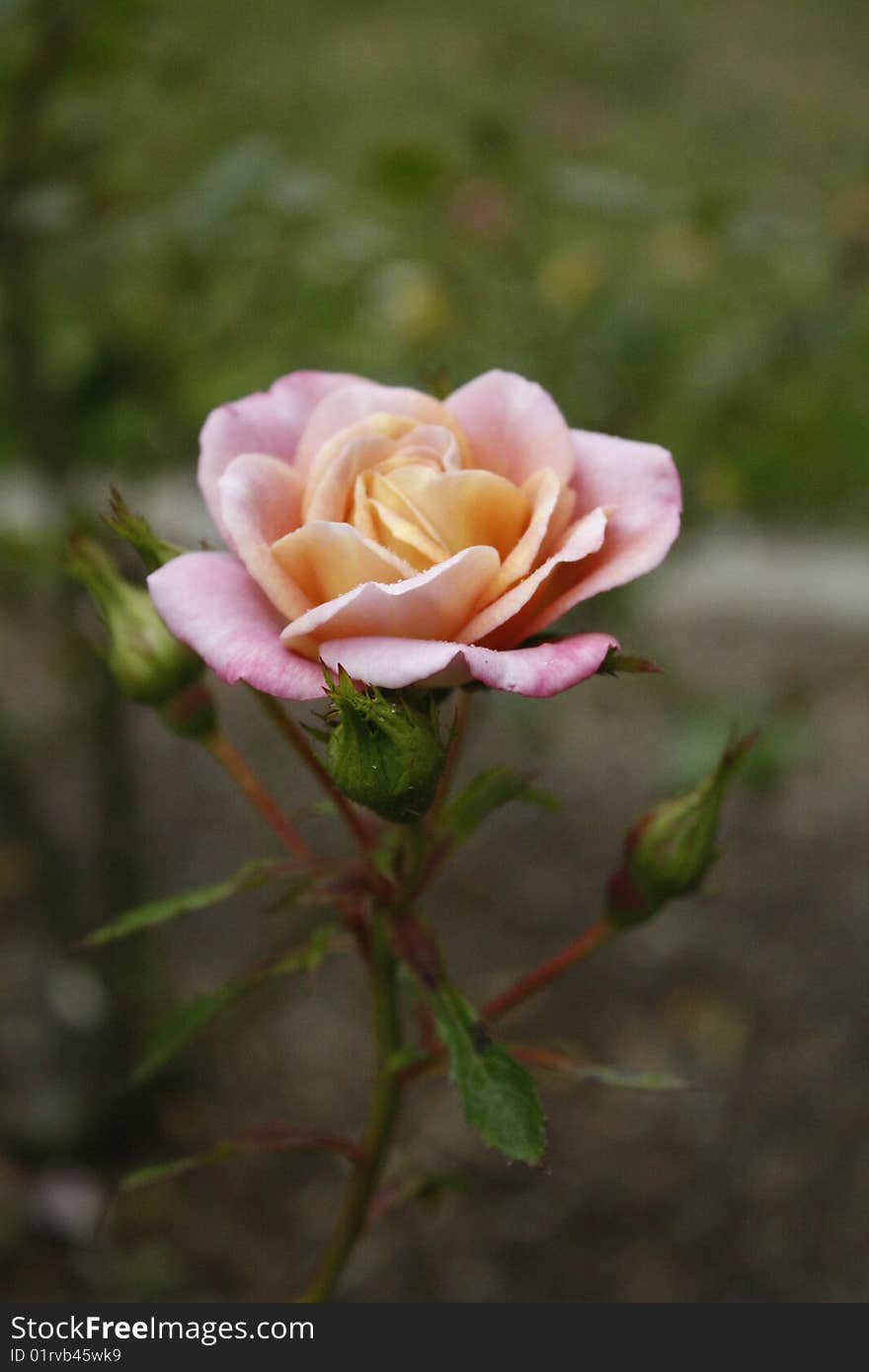 Pink rose growing, garden background. Pink rose growing, garden background