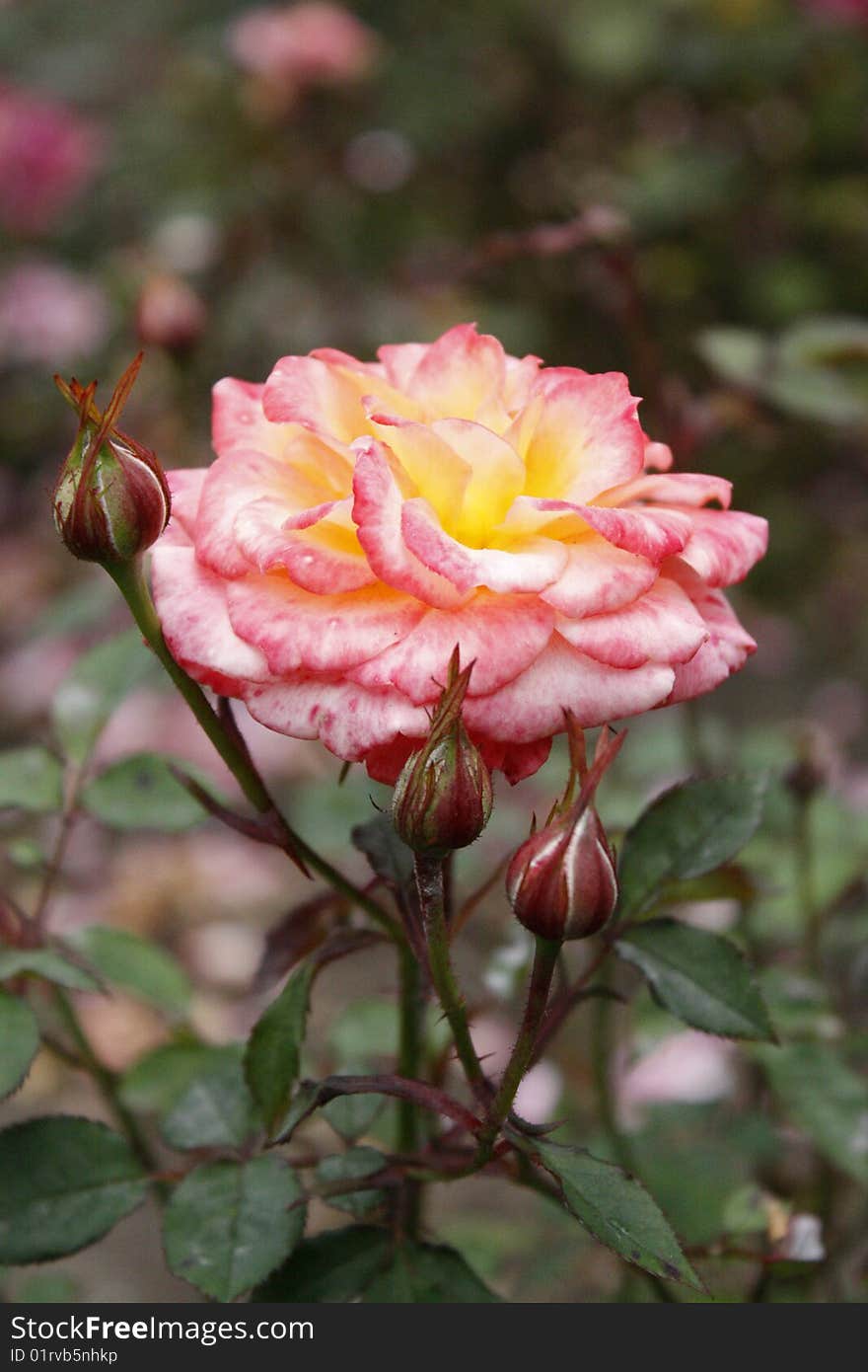 Pink rose with rosebuds growing in a garden