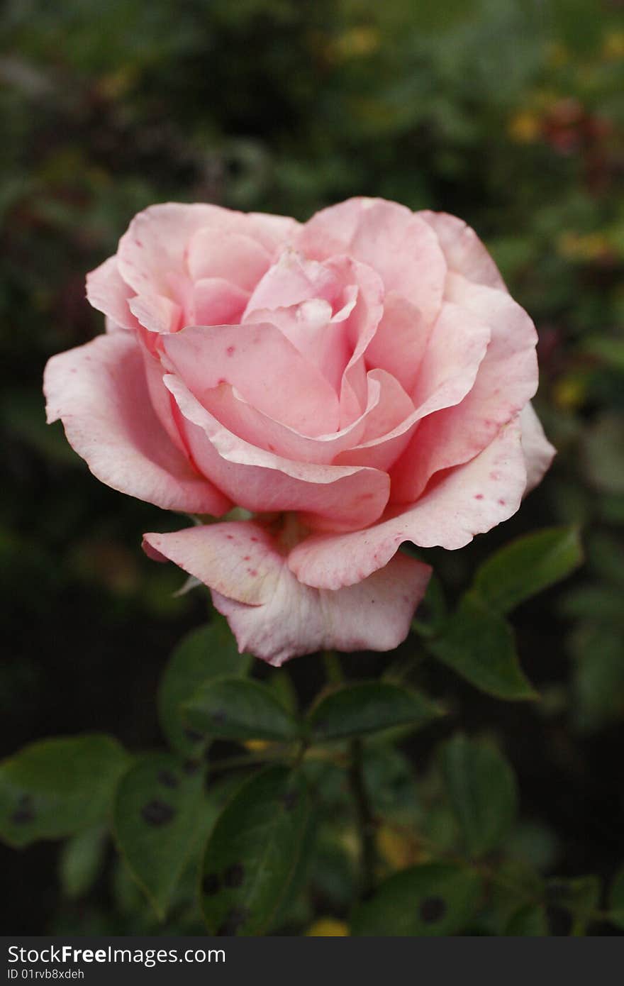 Pink rose close up, garden background