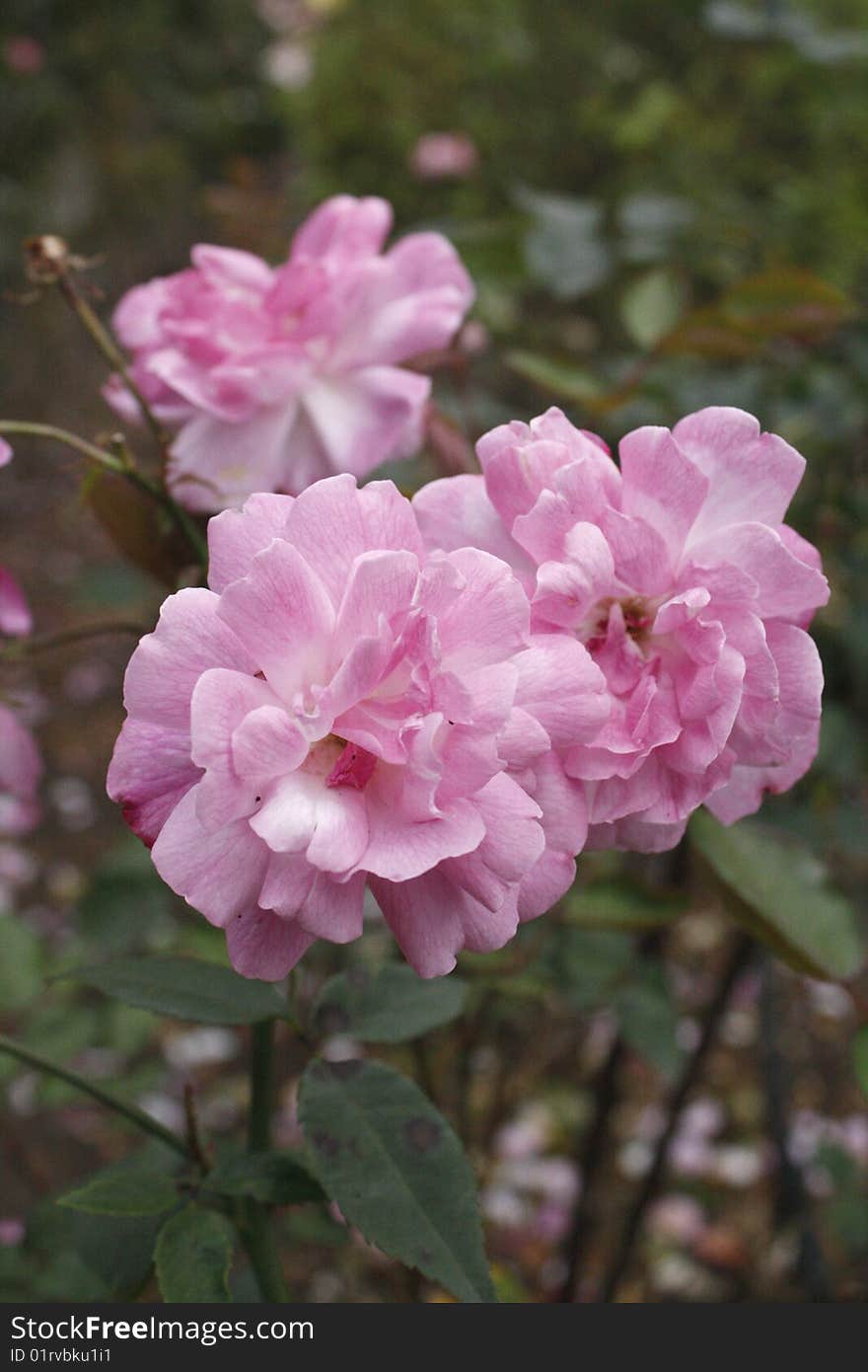 Three pink roses