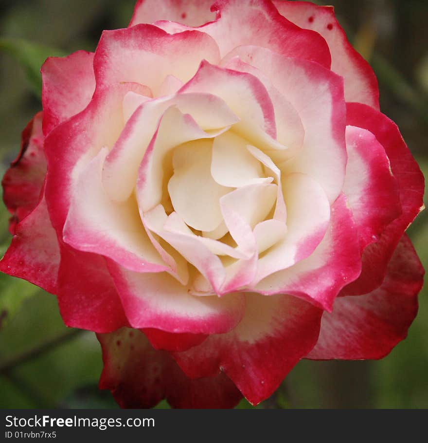 Pink and white rose close up in the garden