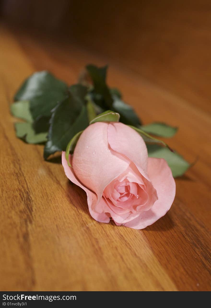 Pink rose laying on a wooden background. Pink rose laying on a wooden background