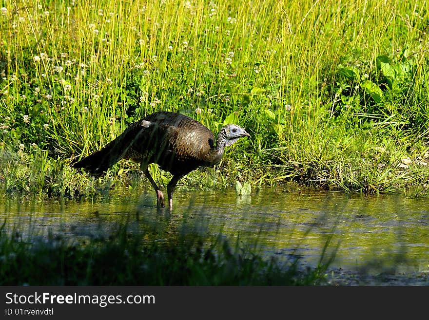 Wild turkey crossing stream in meadow. Wild turkey crossing stream in meadow