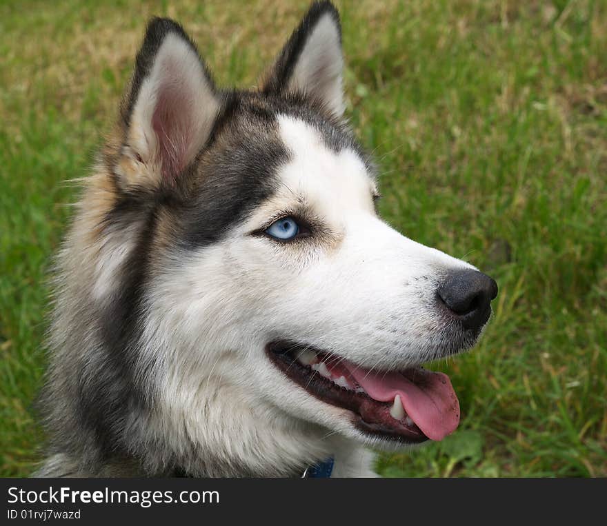 Head of husky dog waiting