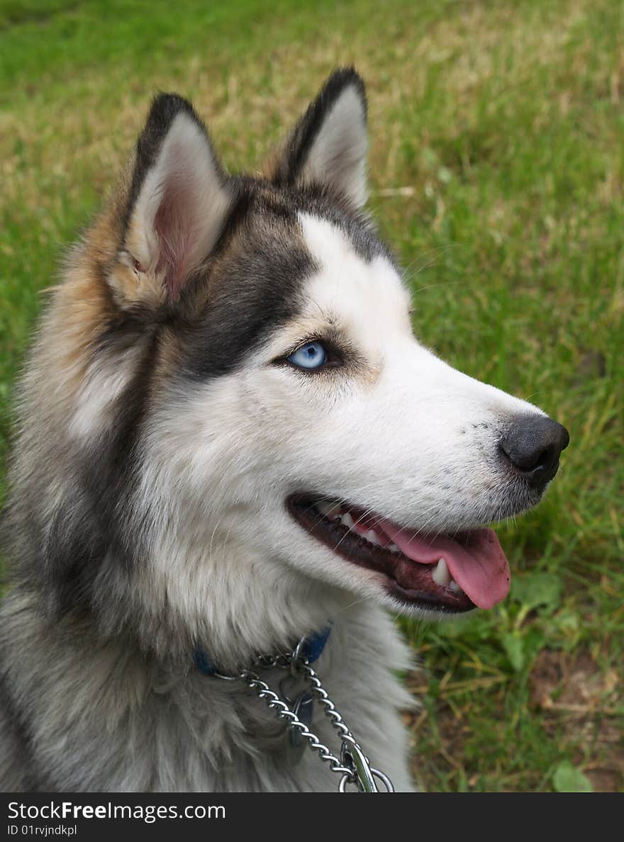 Head of husky dog waiting