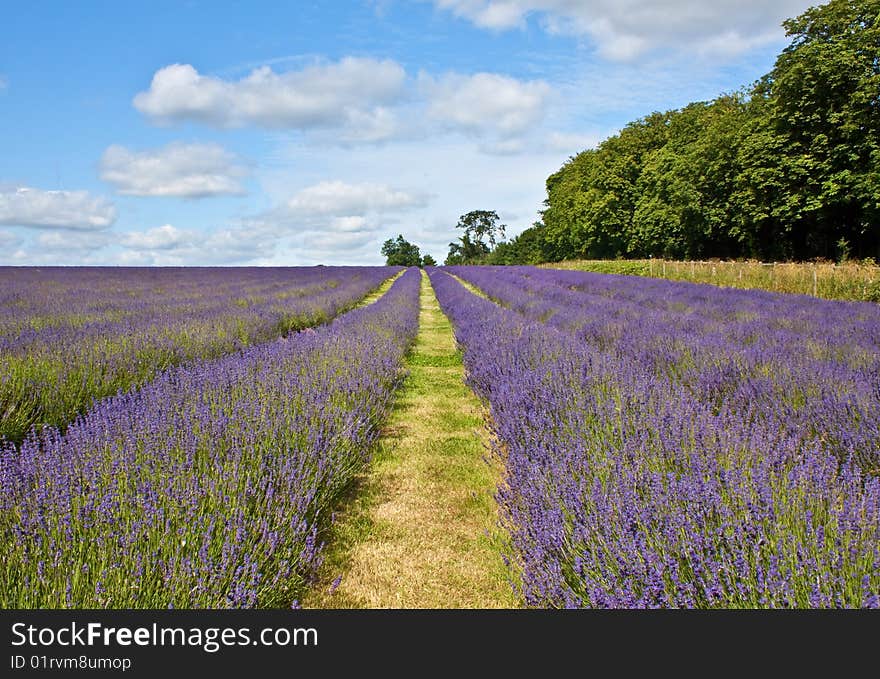 Rows of lavender plants in a field with blue & white cloud backdrop. Rows of lavender plants in a field with blue & white cloud backdrop