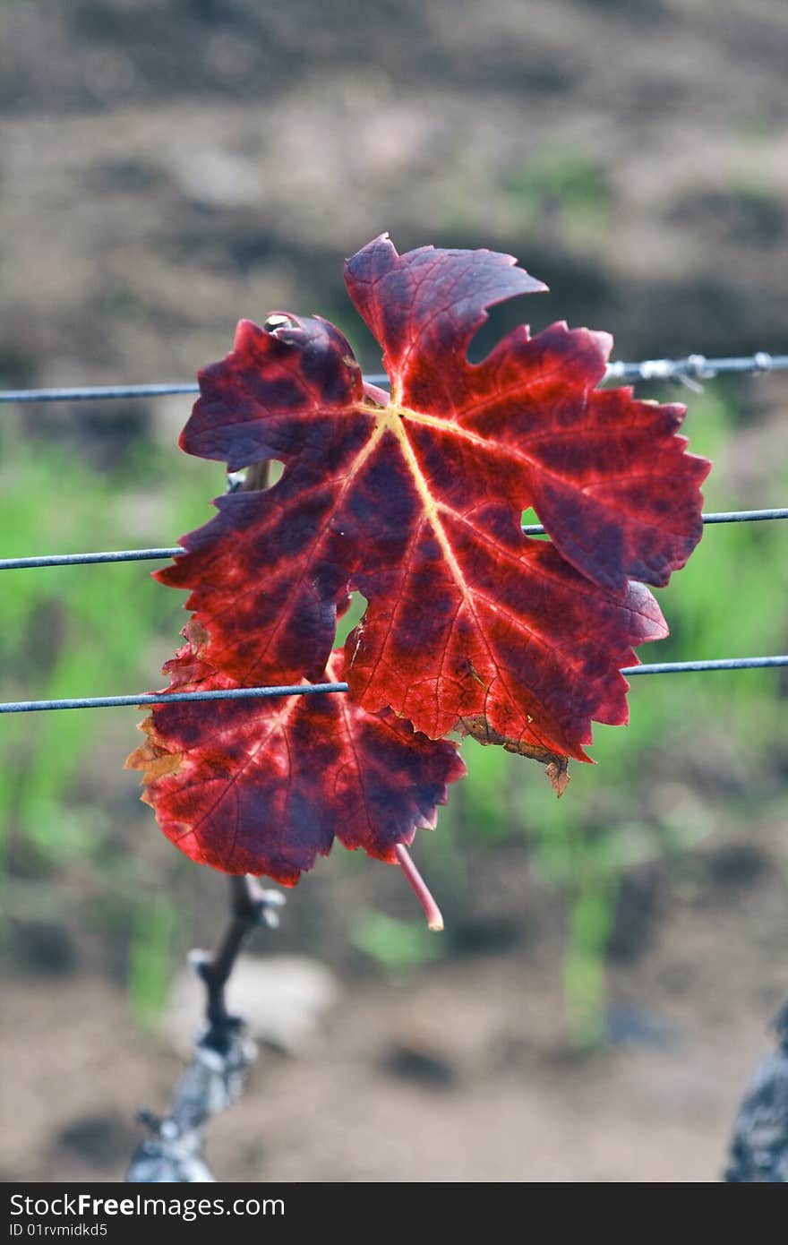 A multicoloured autumn leaf of vineyard in Cape Town, South Africa.