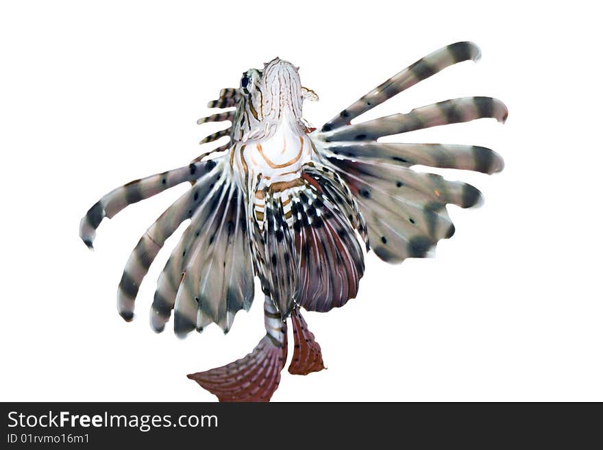 Devil firefish Pterois miles or common lionfish