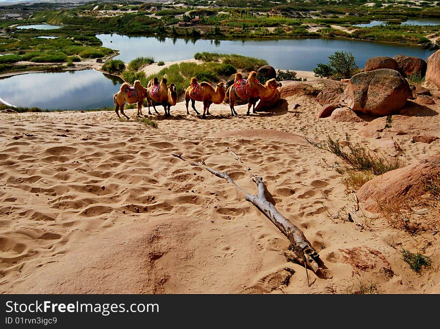 The lake in the desert. The lake in the desert