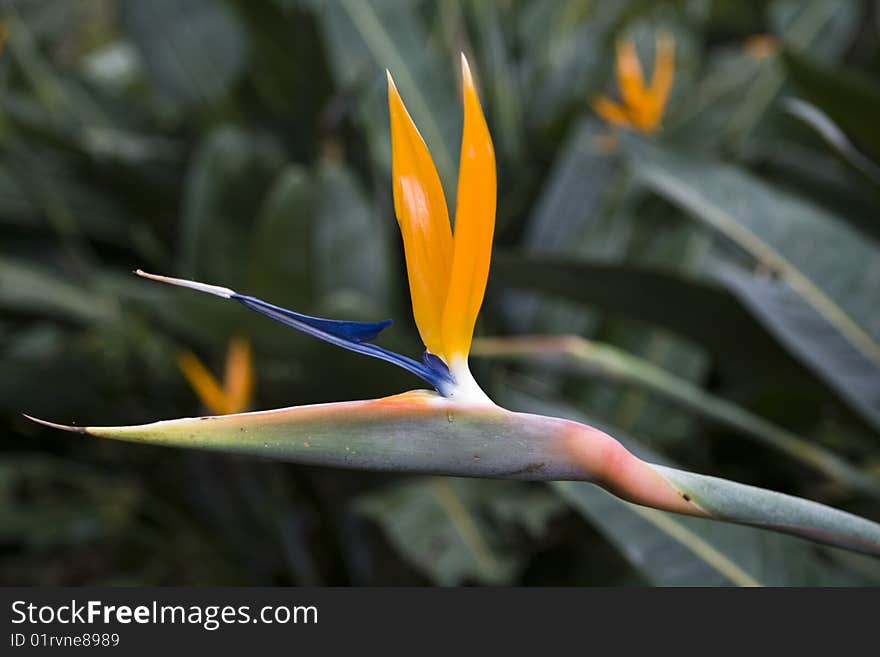 Indigenous South African flower Strelitzia reginae