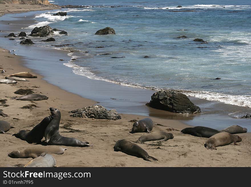 Elephant Seals In California