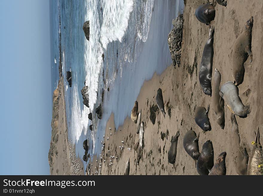 Elephant Seals In California