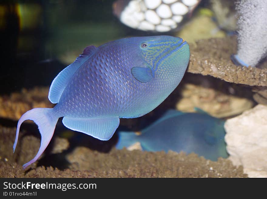 A tropical fish swimming in an aquarium