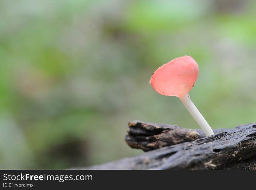 A Pink burn cup