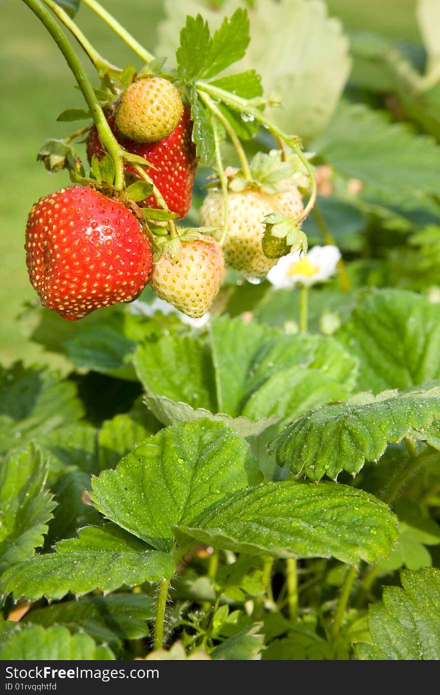 Stems with strawberries and leaves. Stems with strawberries and leaves.