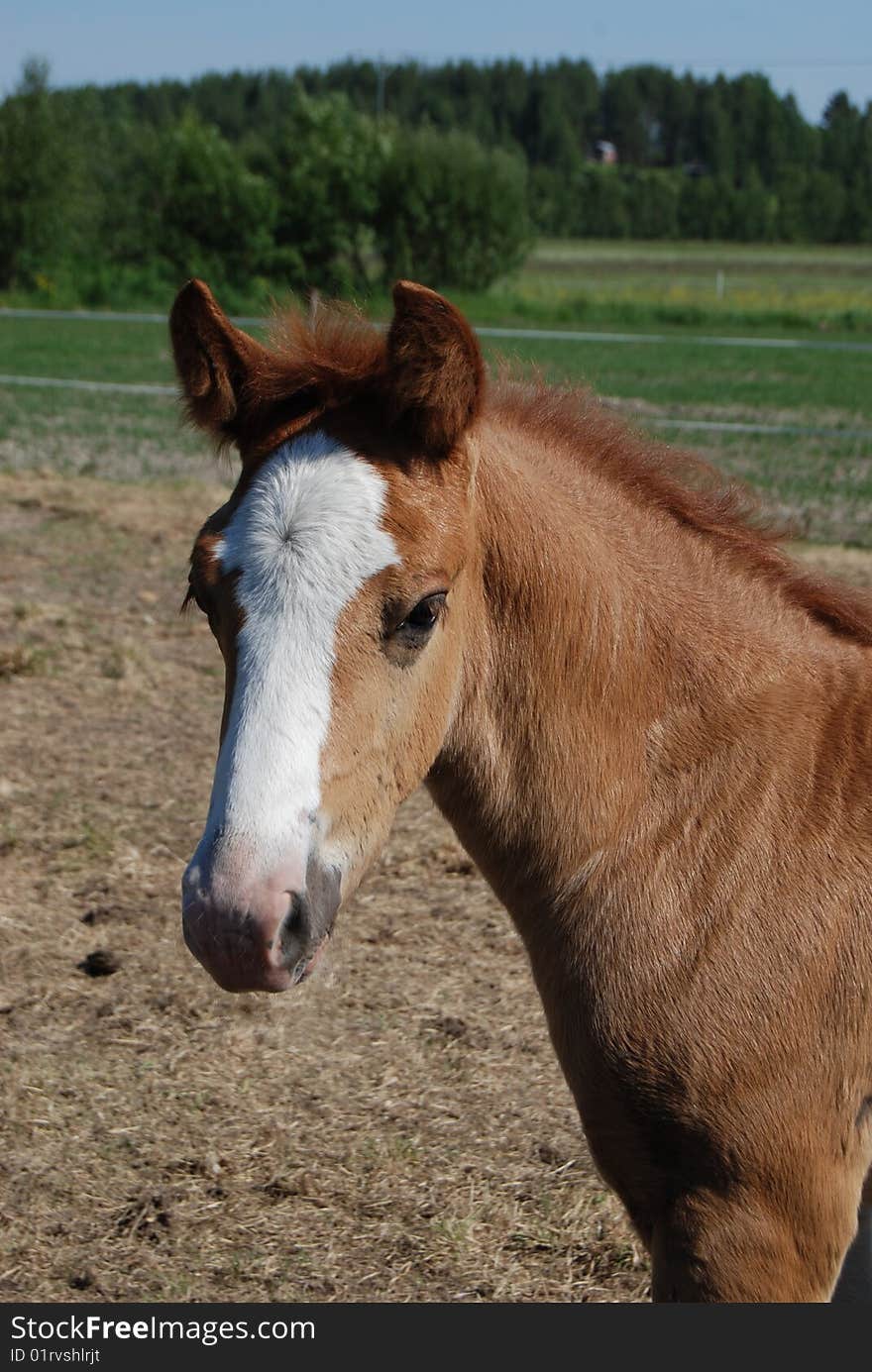 Close up shot of a stallion at a horse farm. Close up shot of a stallion at a horse farm