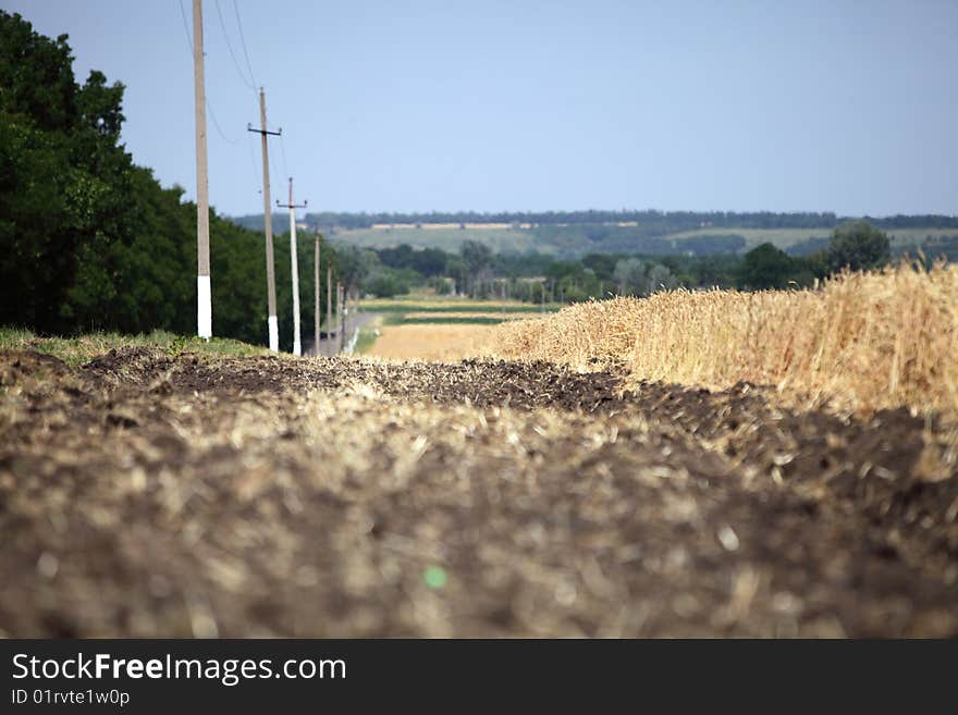 The Field Of Wheat