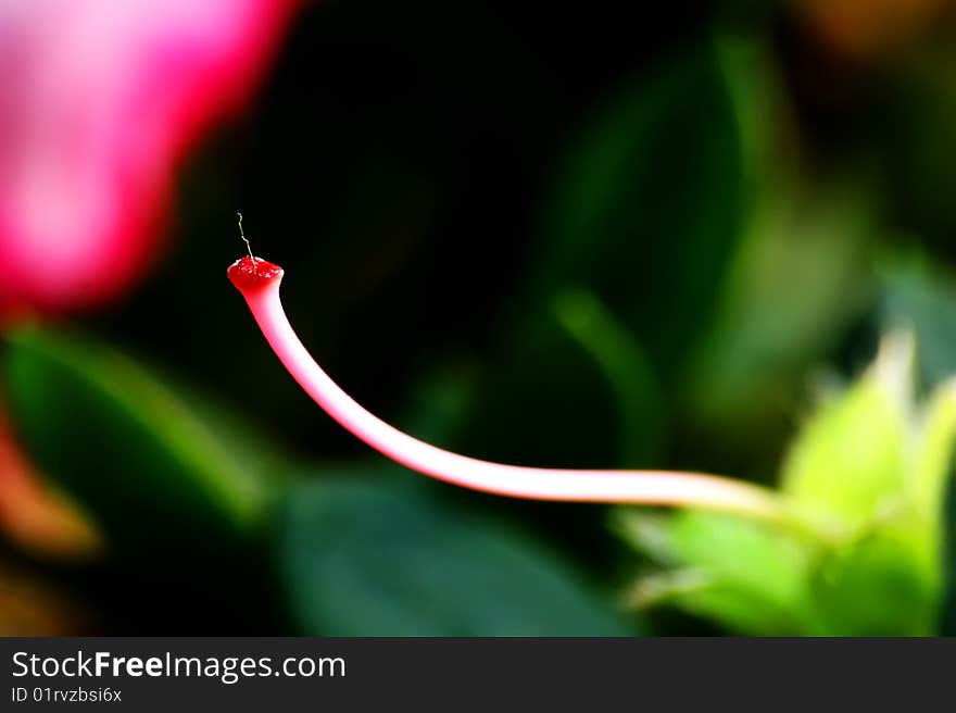 Rhododendron Bud