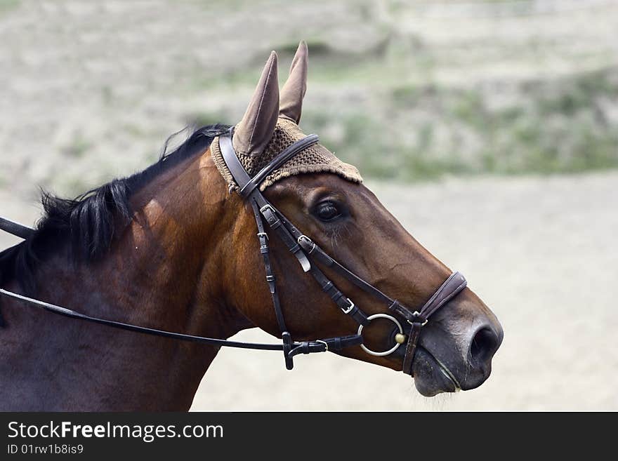 Horse head portrait, horse beauty. Horse head portrait, horse beauty