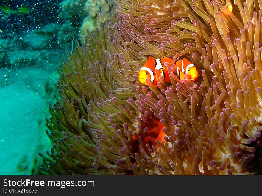 A pair of clown fish in an anemone reef.