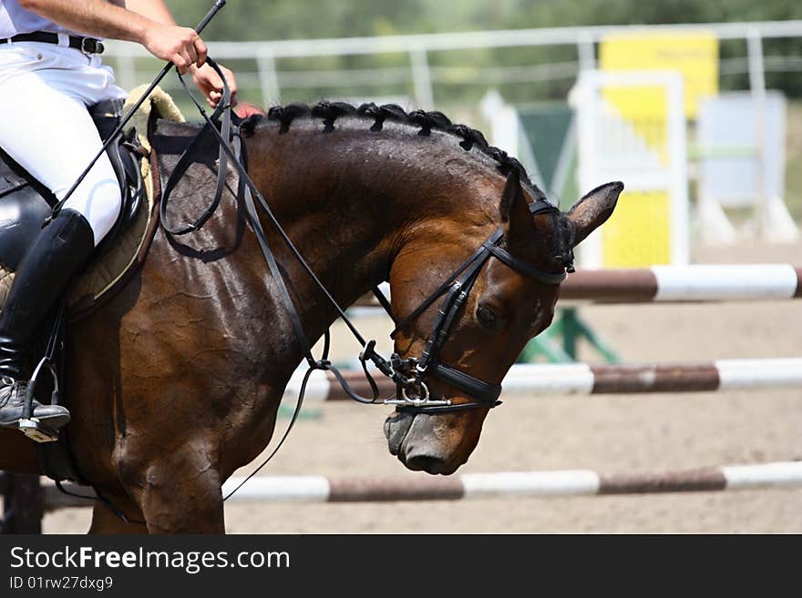 Horse waiting on race, horse beauty. Horse waiting on race, horse beauty