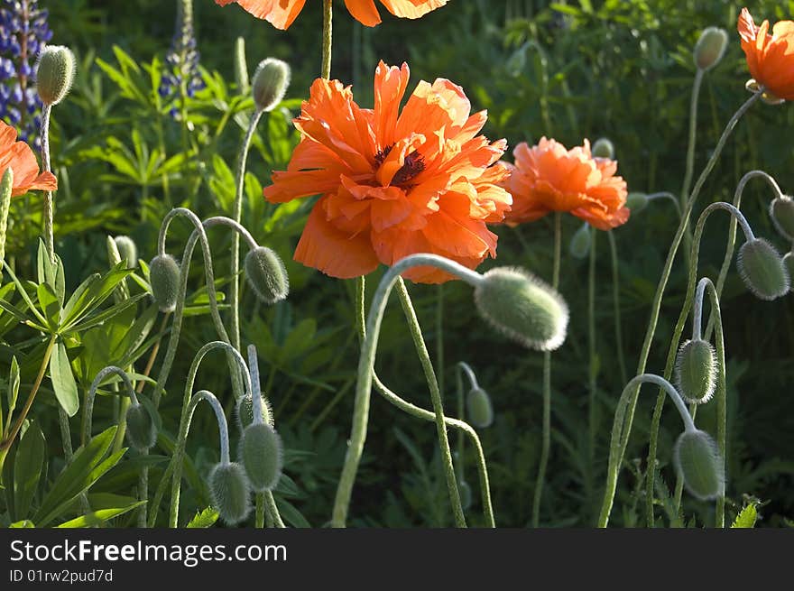 Field of Poppies