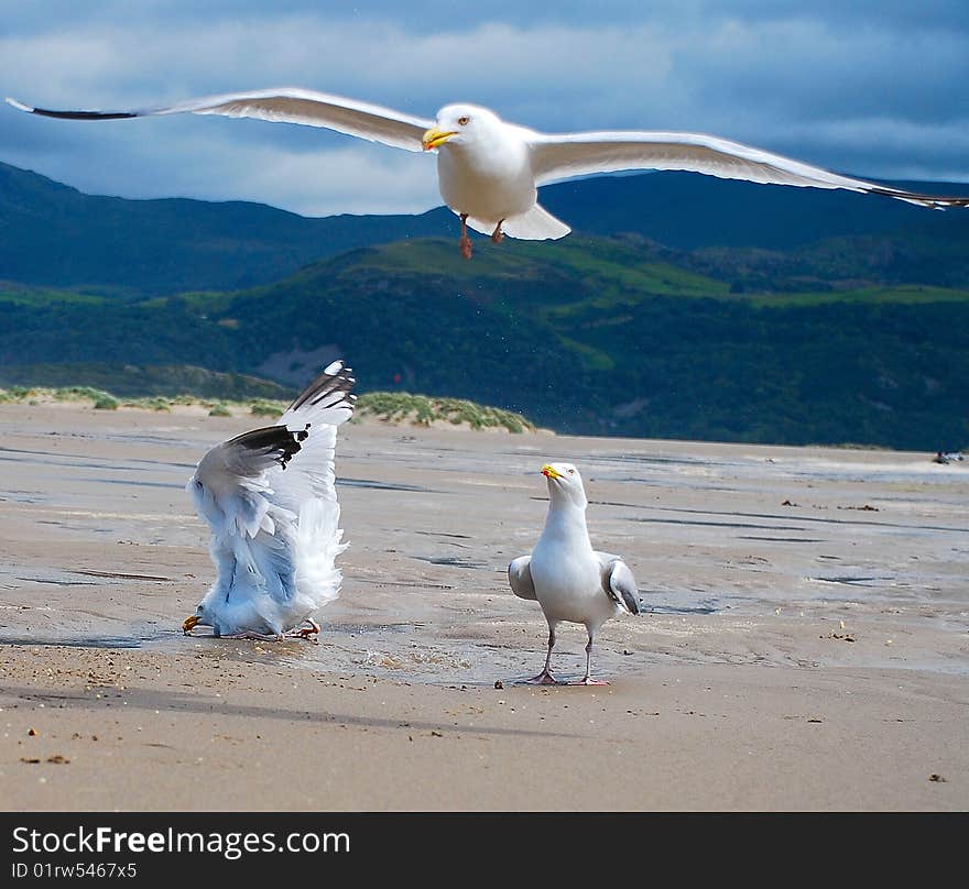 A crazy and hungry triangle on the beach. A crazy and hungry triangle on the beach