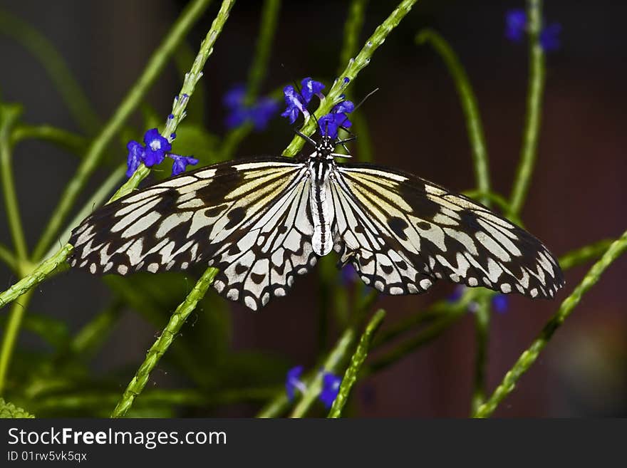 A rice paper butterfly in a garden