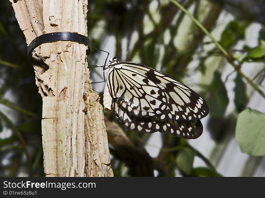 A rice paper butterfly in a garden