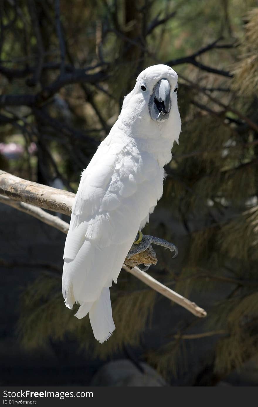 White Parrot Perching