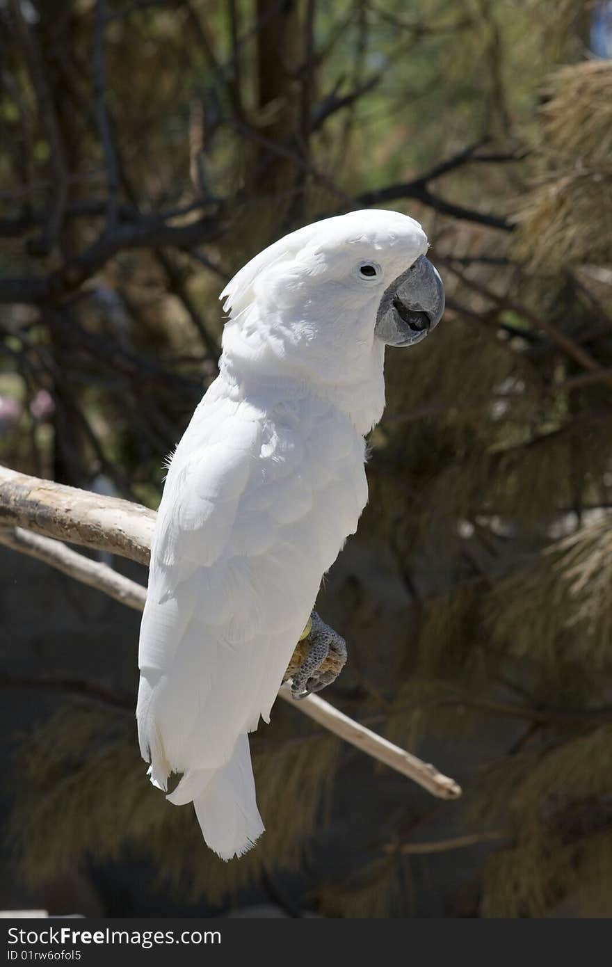 White parrot perching