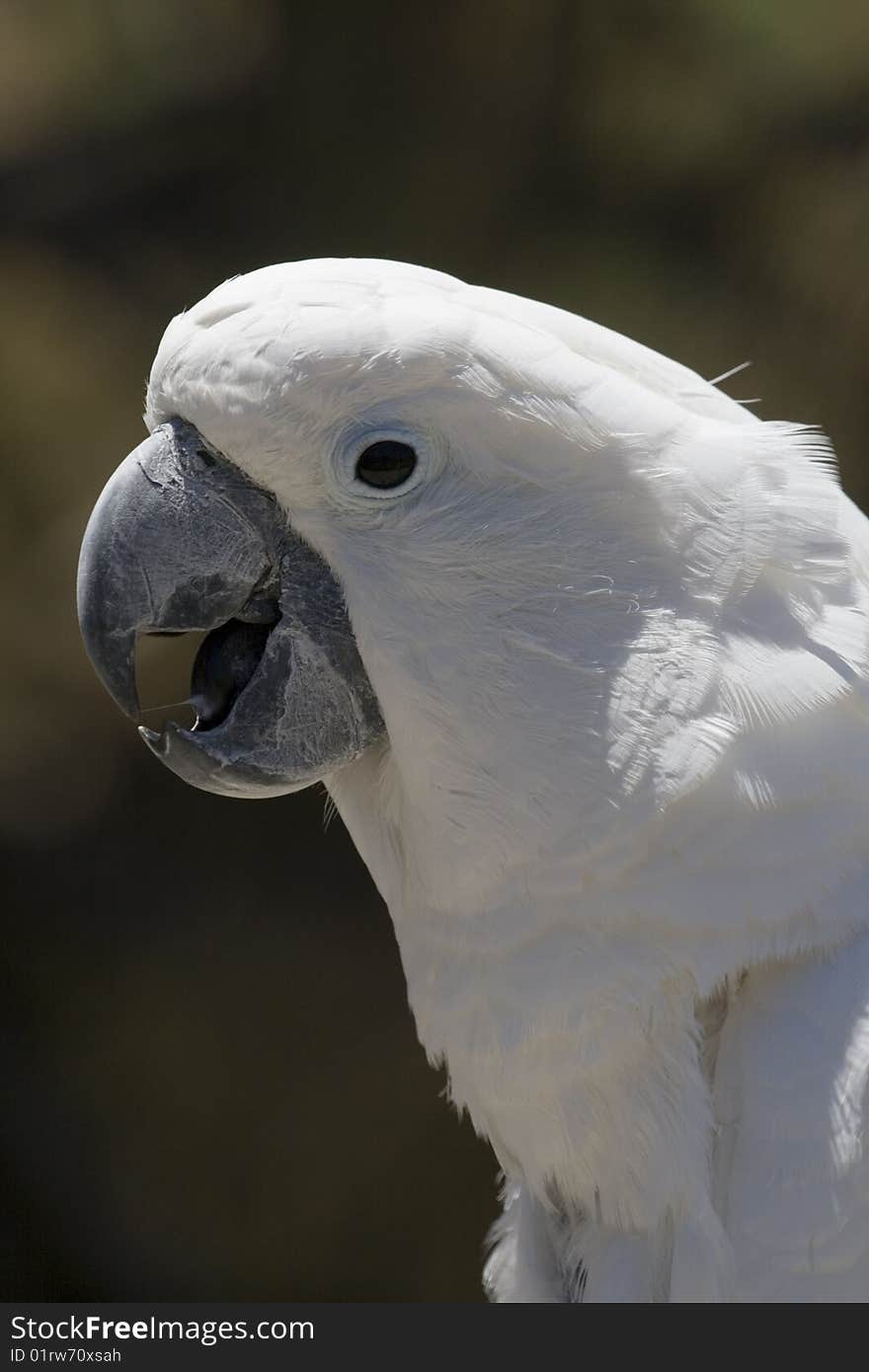 White parrot perching