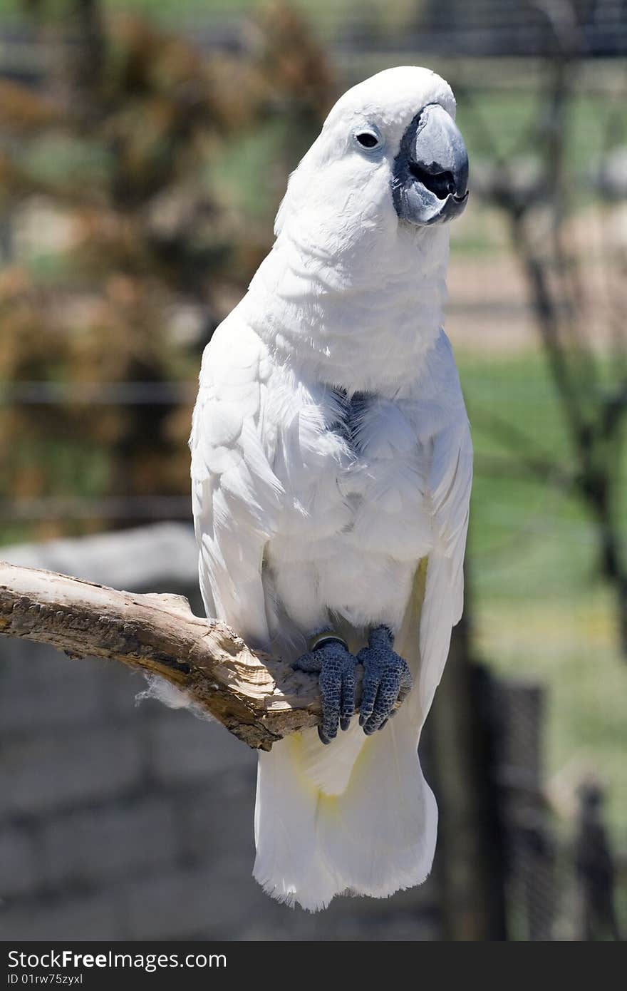 White parrot perching