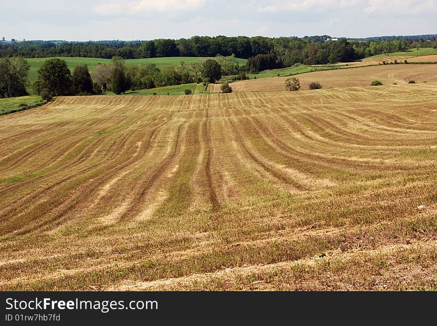 Rural landscape: cultivated field in summer