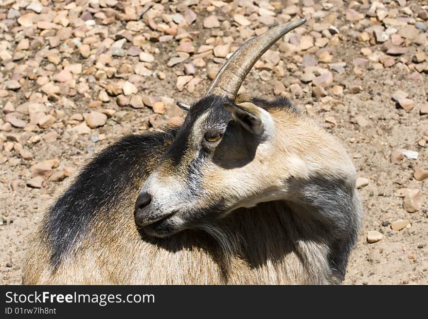 Billy Goat On Farm