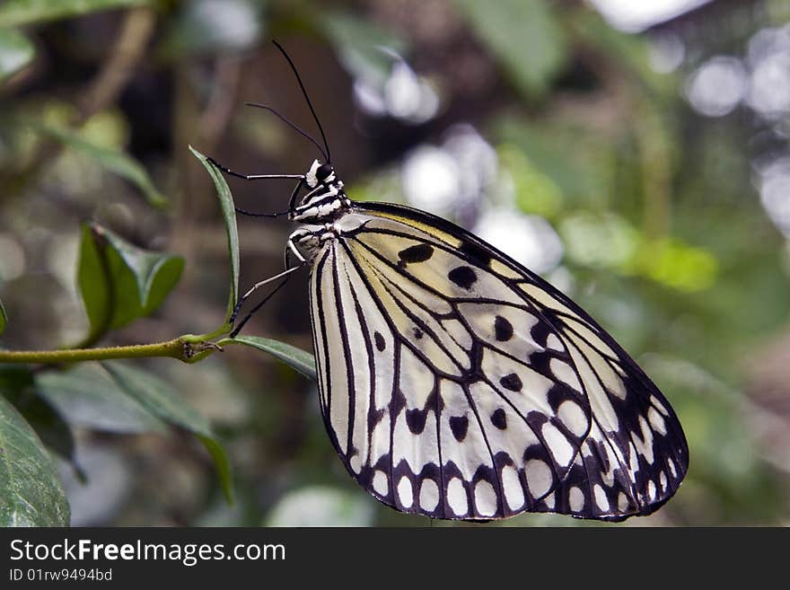 A rice paper butterfly in a garden