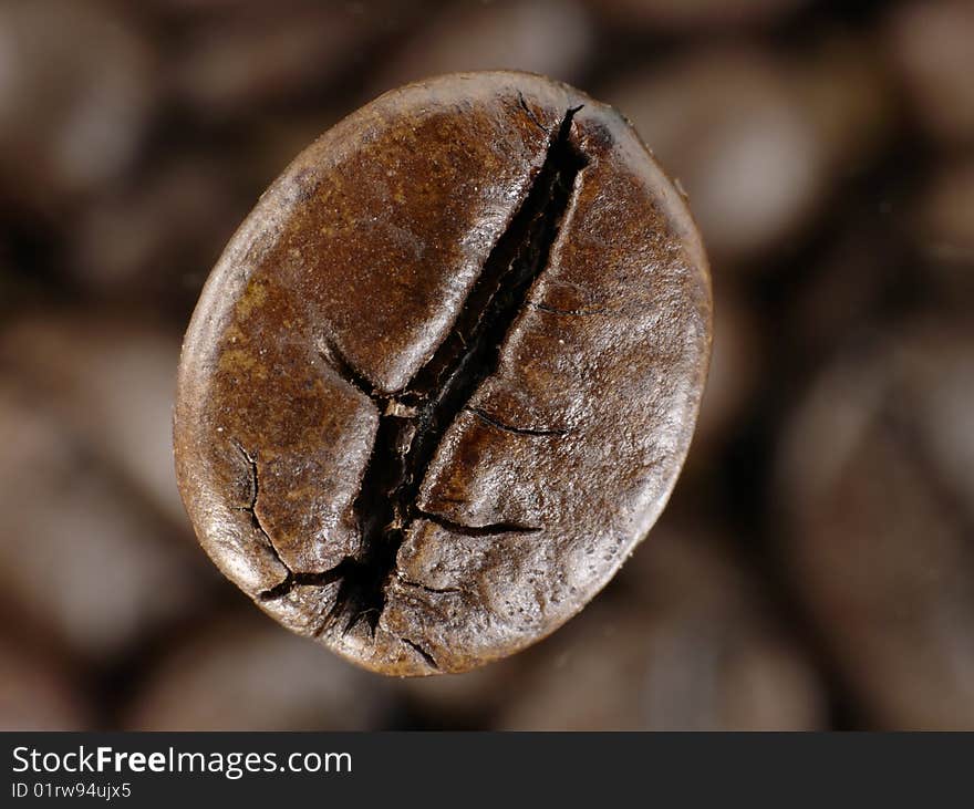 Coffee Bean In Deep Shadows