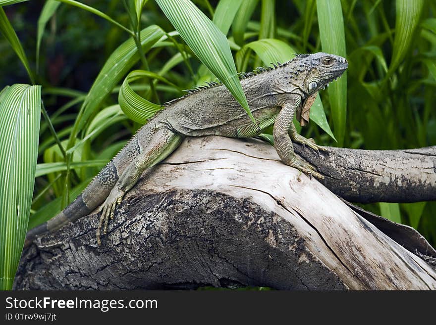 The green iguana is a lizard native to tropical areas of Central and South America and the Caribbean. The green iguana is a lizard native to tropical areas of Central and South America and the Caribbean.