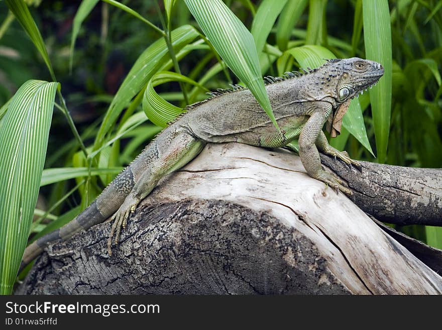 A Green Iguana